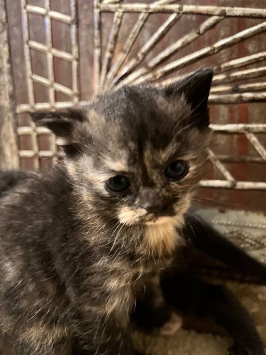 Котенок 1 месяц бесплатно