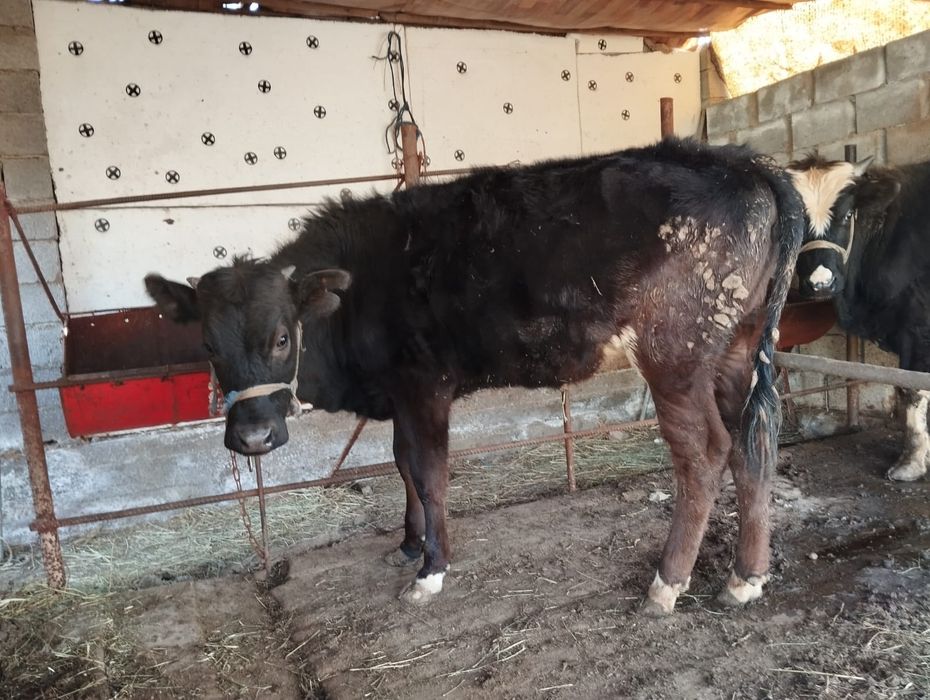 Өгіз сатылад срочно