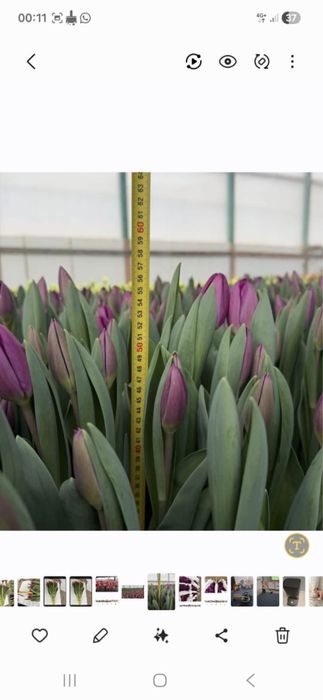 Тюльпаны голандские