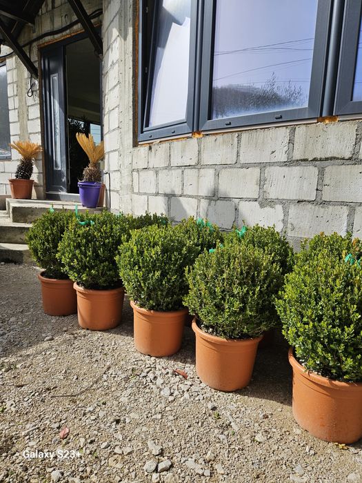 Vindem buxus globular de mai multe dimensiuni