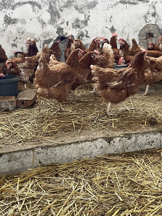 Gaini rosii ouatoare Isa Brown,Românești !