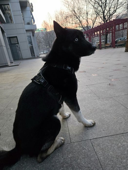 Catelusa unica adoptie