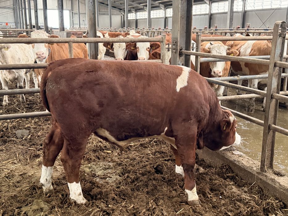 Taur reproductie cu C.Z.