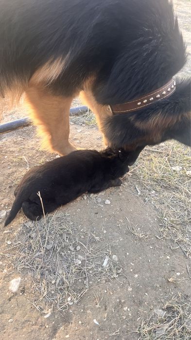 Немецкой овчарка