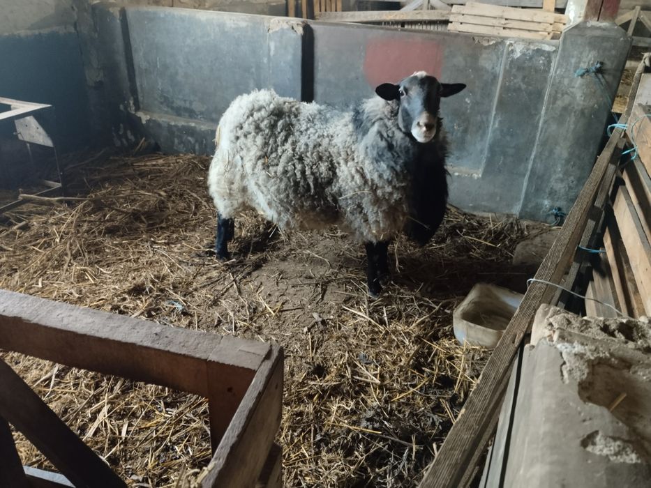 TiBerbec Romanov + 2 oi Romanov cu miei – rasă foarte profilica