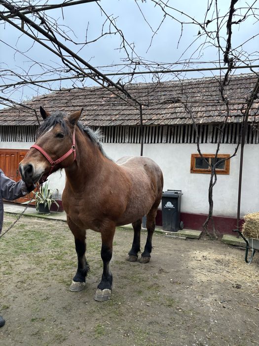 Vand iapa pentru detalii la telefon