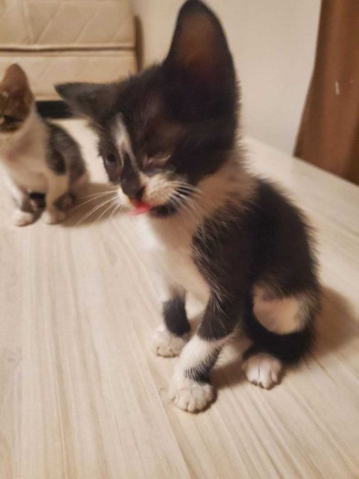 Две прекрасни котенца на 2 месеца търсят дом