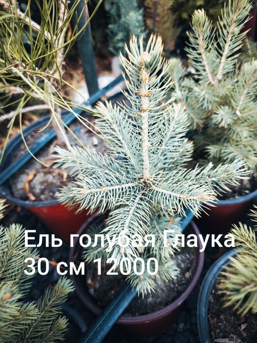 Цветы, кустарники и хвойные