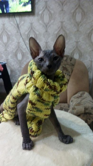 Свитер для любимого питомца