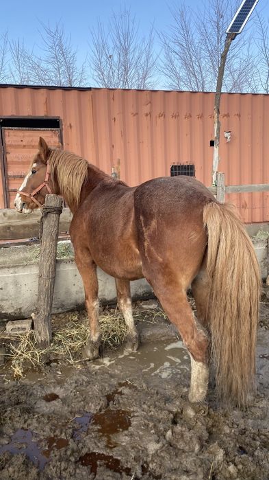 Соғым,ат,айғыр,жылқы,лошадь,откорым