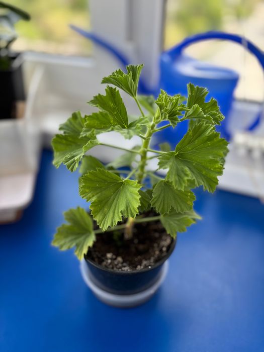 Продам растение герань (пеларгония)