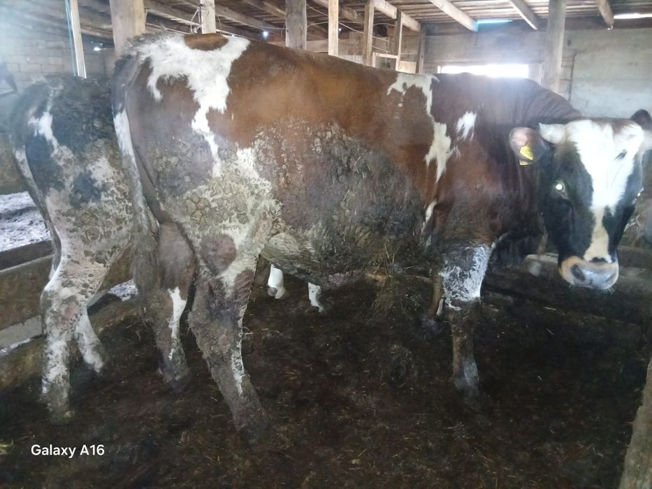 Продам 17 бычков и 3 телочки