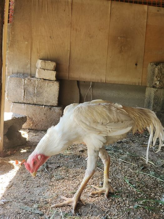 Дакан бойцовый туляк сатылады