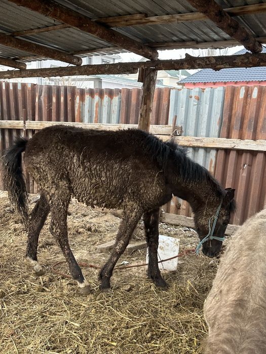 Тай лошадь байтал семиз тай