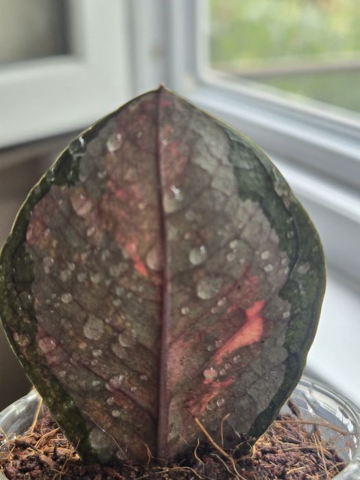 Замиокулькас вариегатный Multicolor Pink Orange Silver