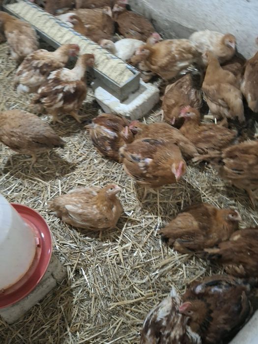 Pui rasă mixtă de la  3 săptămini.