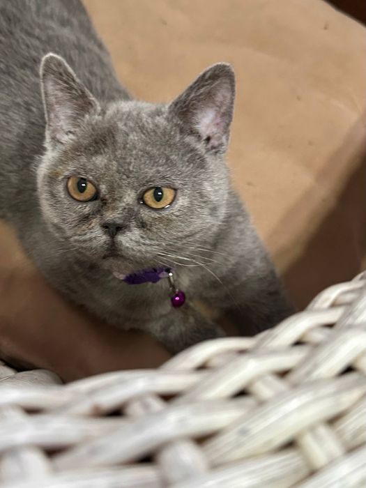 Отдам кота в ответственные руки