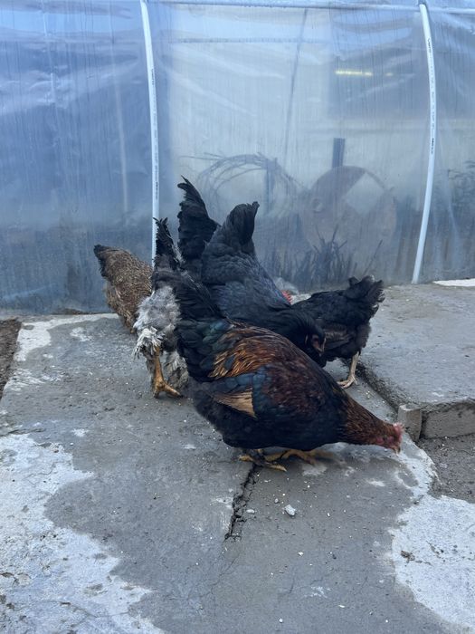 Уй товук,хурозлари сотилади