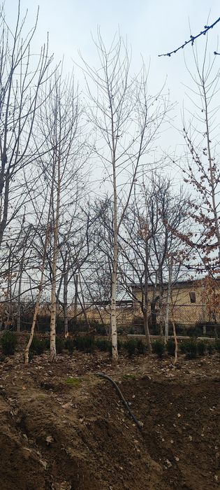 Oq terak     BERIYOZA