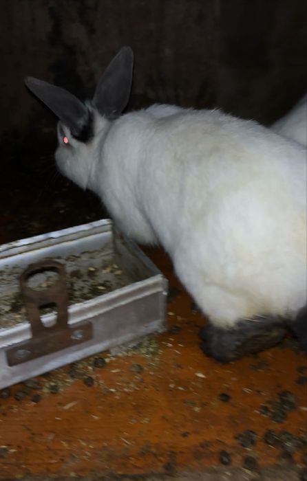 кролики калифорнийский