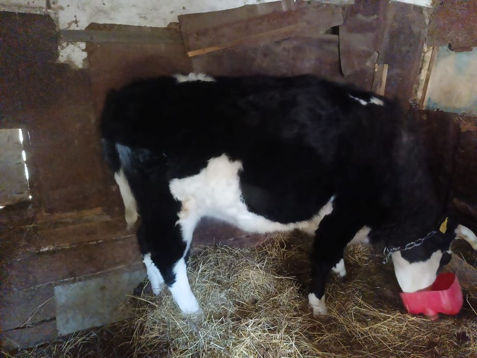 Продам Телку 2 года