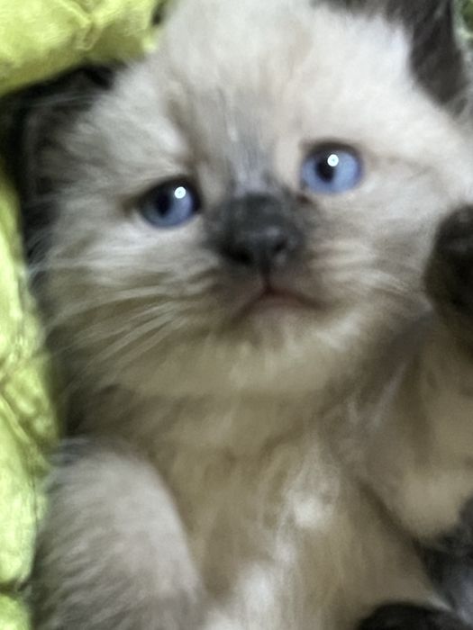 Продам очень красивых котят!