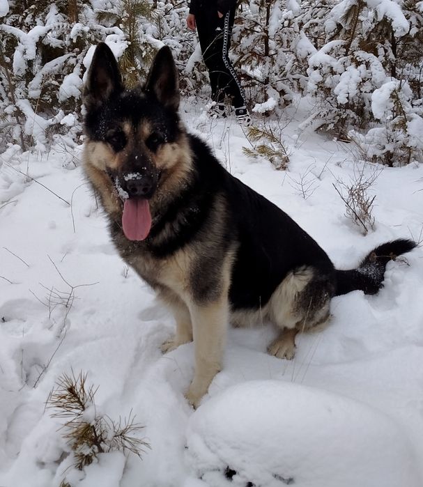 Вязка ВЕО кабель