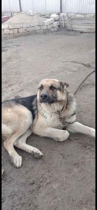 Собака на добрые руки