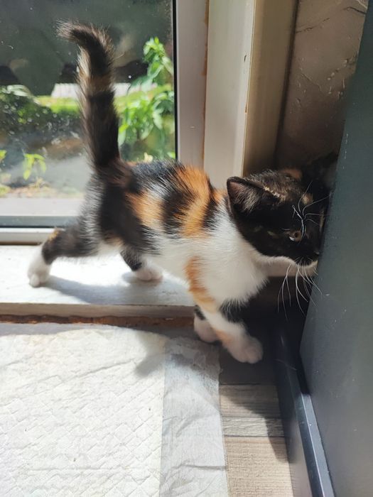 Шотладские котята