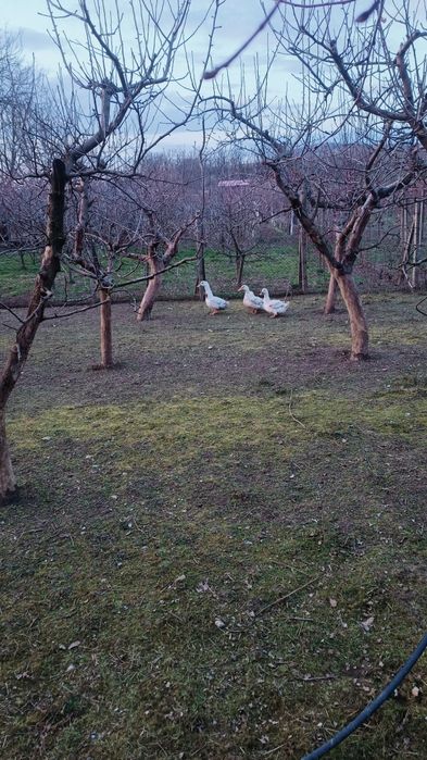 Ouă de găină și rată pentru incubator sau consum și 4 rațe peckhin