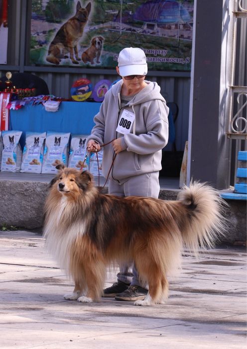 Колли ищет невесту