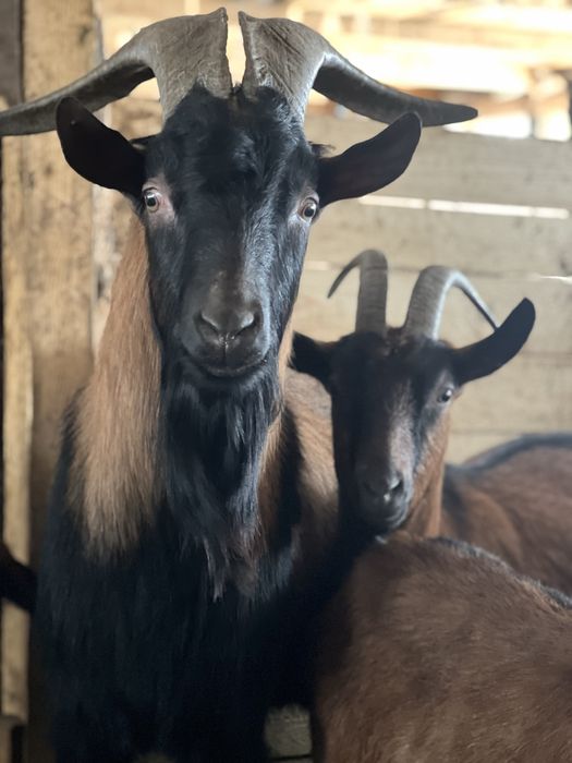 Vând capre de rasă