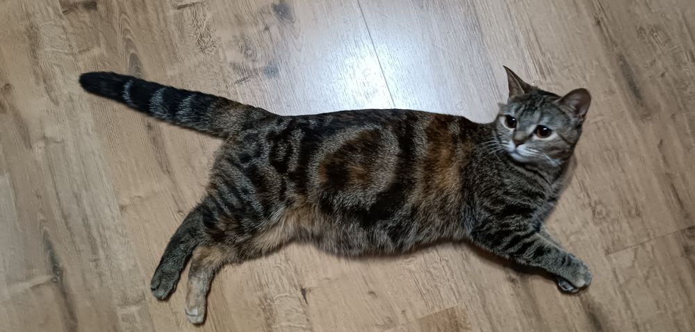 Котята британские
