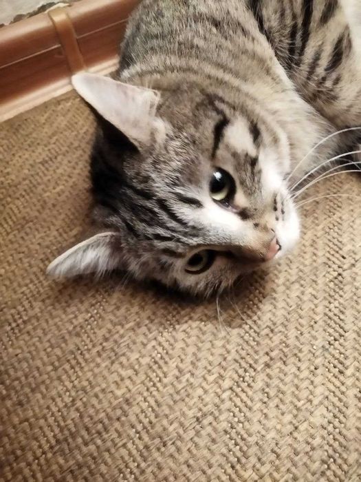 Котенок в добрые руки