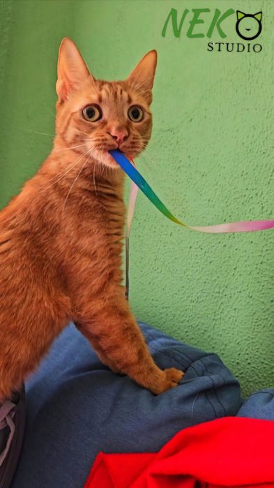 Cazare animale de companie - Pet hotel pisici