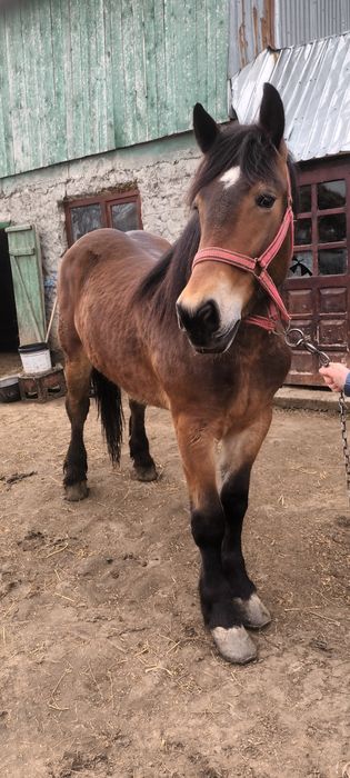 Manza  murga de 2 ani