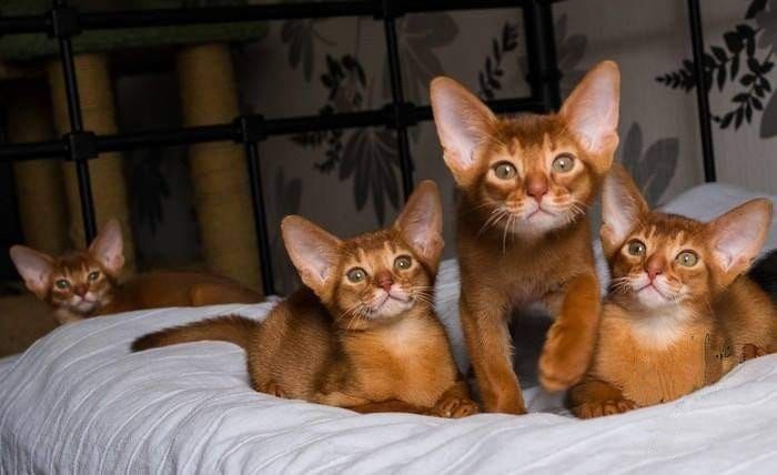 Абиссинские котята