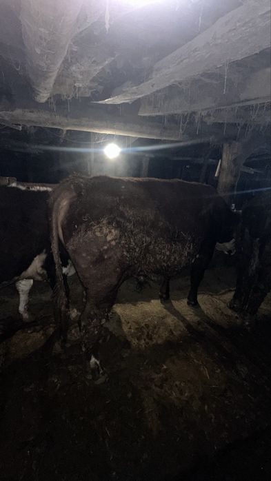 2жасарлык 4 бука сатылады семиз откормда тур