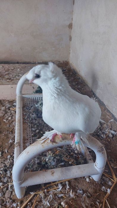 Голуби белый двухчубый самец кептер