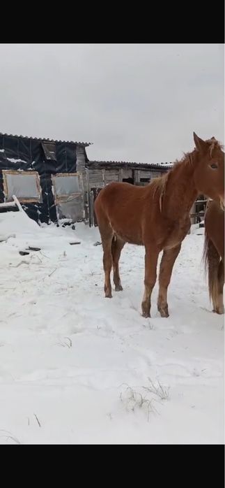 Продам двухлетку