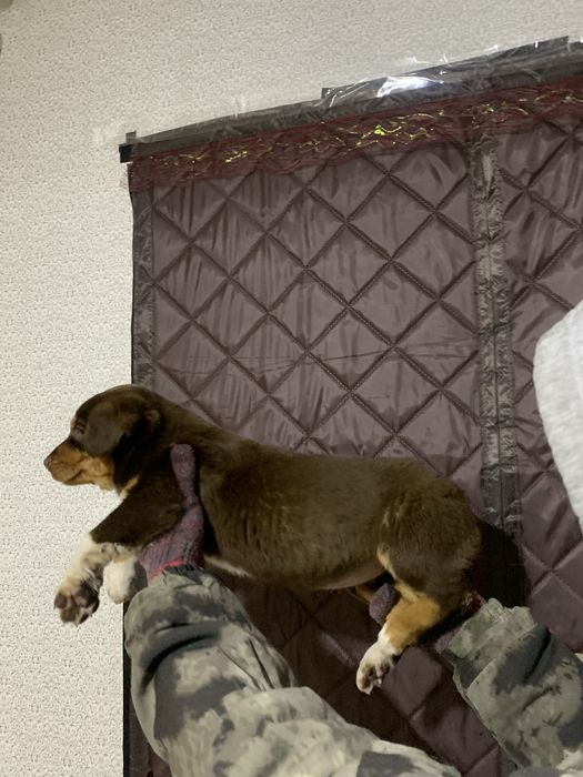 Австралийский келпи щенок девочка