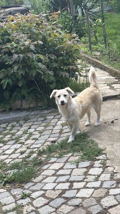 Подаряват се кученца