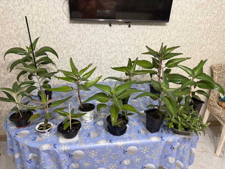 Каланхоэ лечебная Дегремона