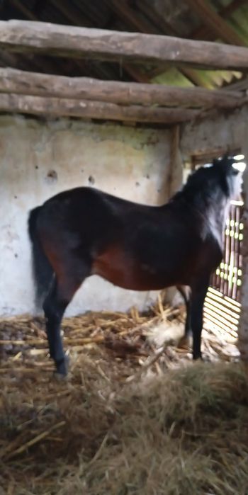 Armasar de greutate pentru munca