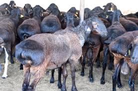 Құрбандық қой. Курбандык кой