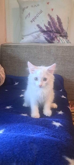 Отдам котёнка в доьрые руки