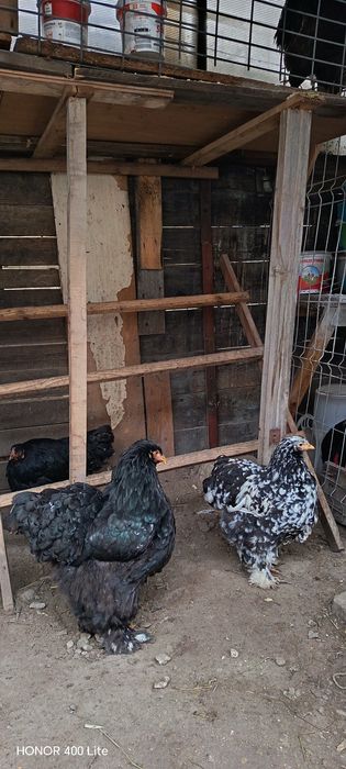 Ouă de cochinchina uriaș