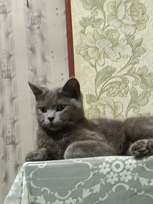 Айол мушук сотилади