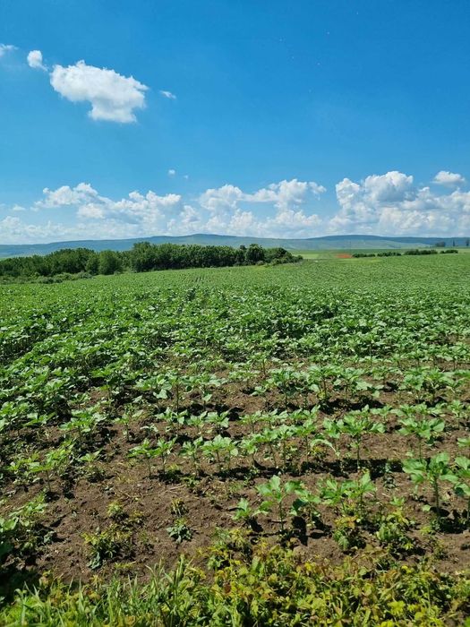 Teren extravilan Miroslava 722 mp - zona fermei Liliac - oportunitate de investitie - 9.900 euro parcela neg