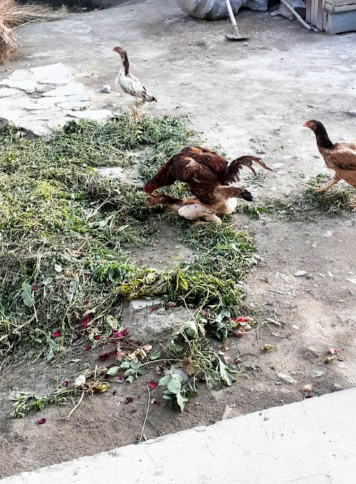 Зотдор дакан тухумлари